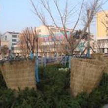 绿化帘